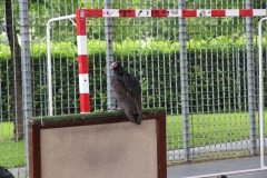 IMG_6025